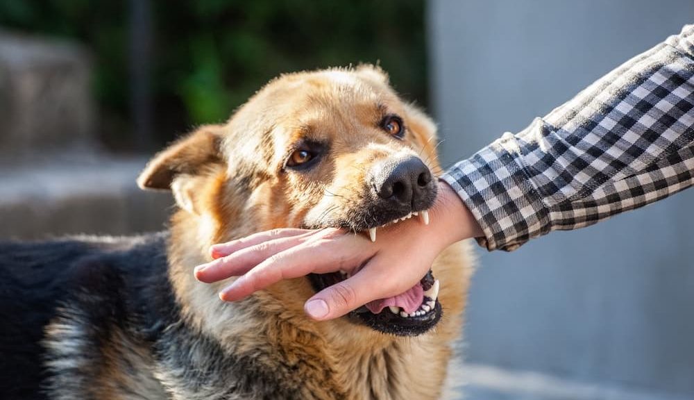 The Right Solutions for Dog Bite Issues For You